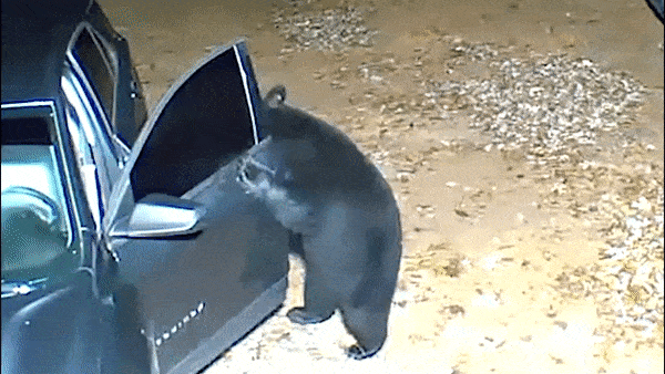 Gau den mo cua oto kiem thuc an o My hinh anh