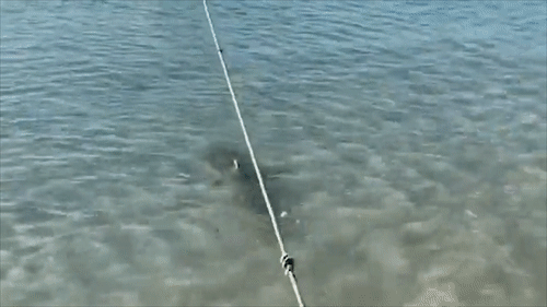 Cho lao xuong bien duoi ca map o Australia hinh anh