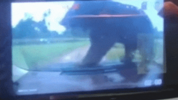 Gau den nhay len xe cua du khach o vuon thu tai Trung Quoc hinh anh