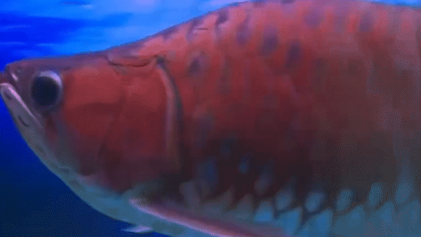 Can canh ca rong nua ty dong o TP.HCM hinh anh