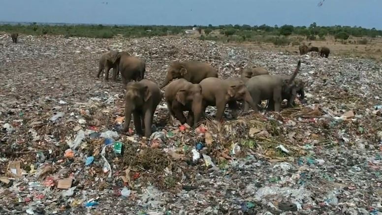 Voi kiem an giua nui rac nhua o Sri Lanka hinh anh