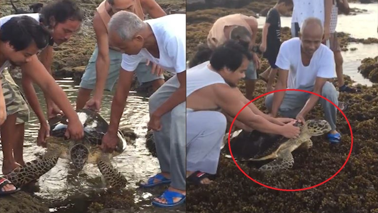 Nguoi dan giai cuu rua bi mac can o bai bien Philippines hinh anh