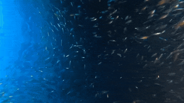 Tho lan boi giua hang nghin con ca moi o Australia hinh anh