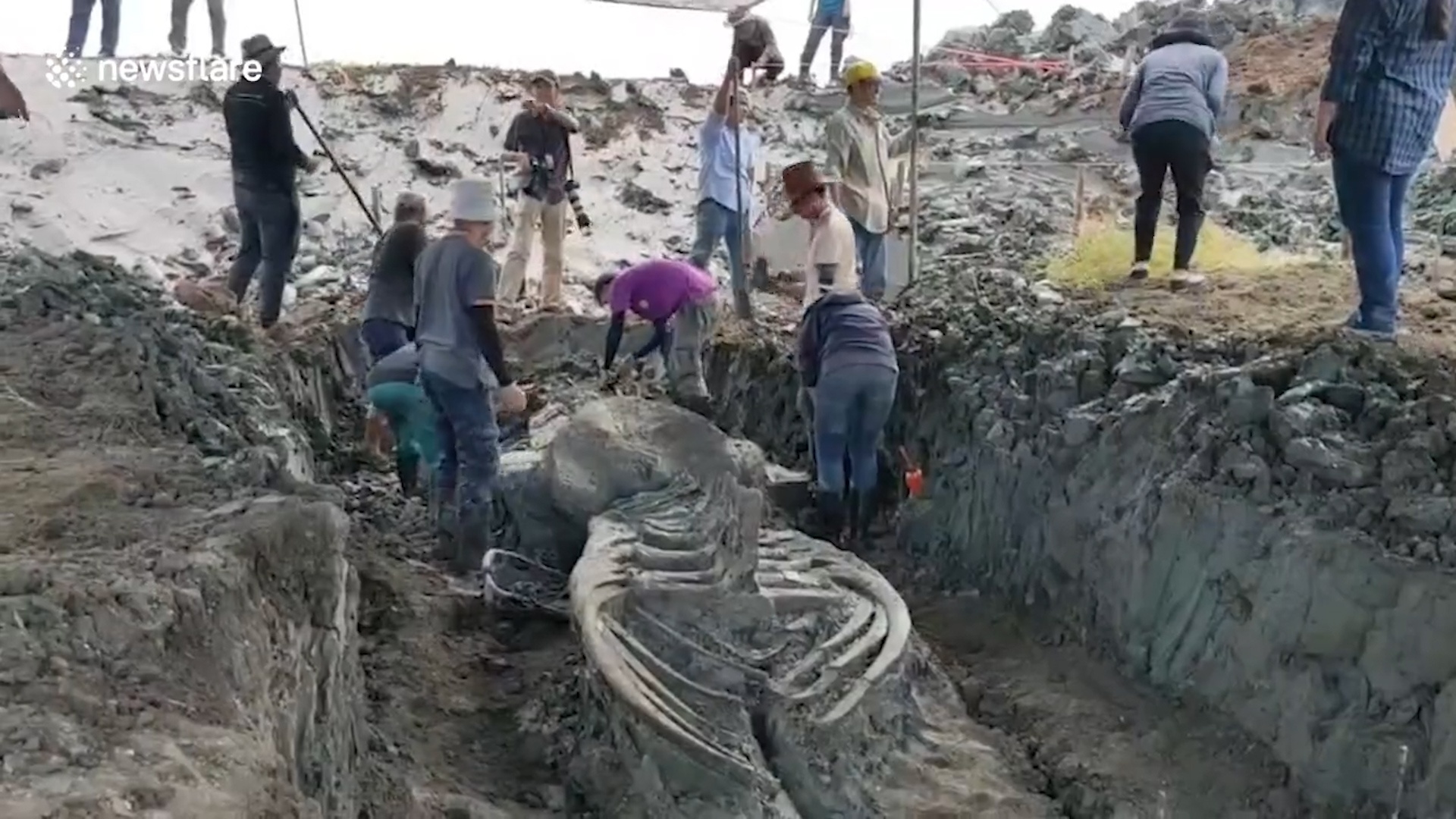 Phat hien bo xuong ca voi 5.000 nam tuoi o Thai Lan hinh anh