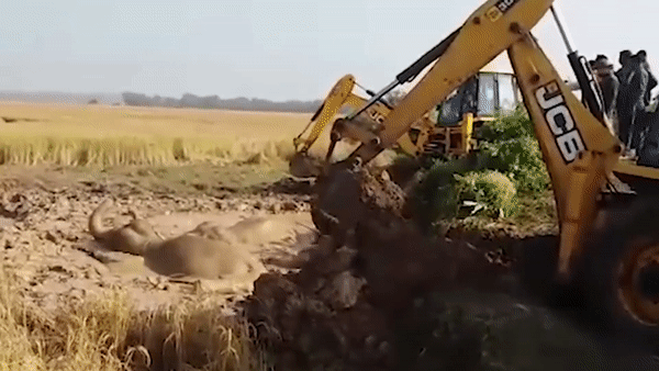 Dung may dao cuu ba con voi sa lay duoi ao hinh anh