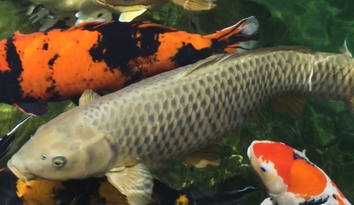 Ca Koi dai gan 1,2 m o TP.HCM hinh anh