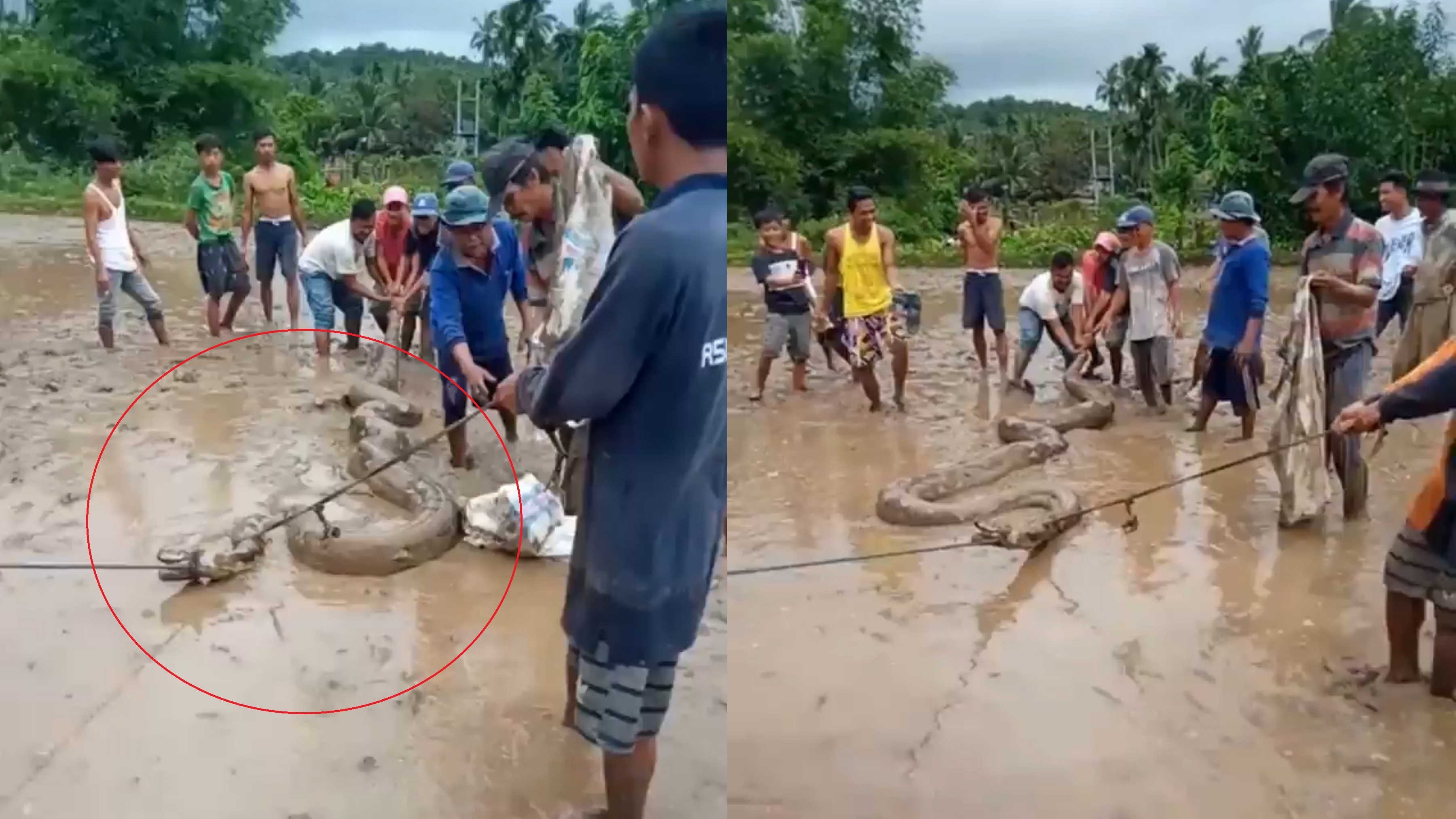 Nguoi dan hop suc bat tran dai 5 m o Indonesia hinh anh