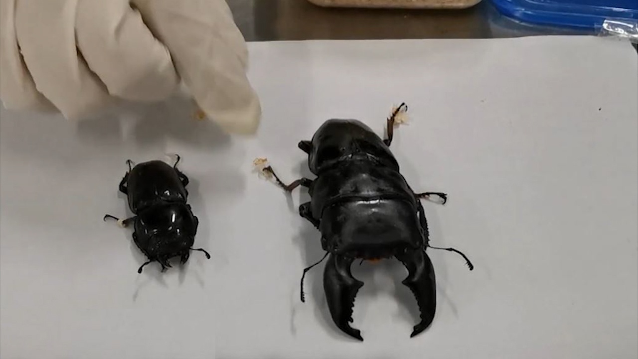 Gan 4.000 loai ngoai lai bi chan o cua khau Trung Quoc hinh anh