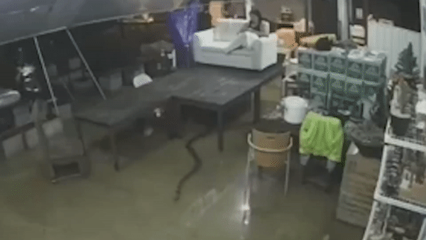 Ran ho mang dai hon 4 m boi duoi ghe hinh anh