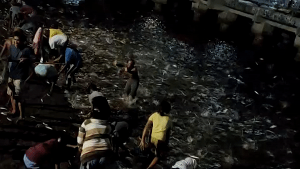 Ca moi nhay len bo, nguoi dan Indonesia ua ra bat hinh anh