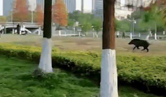 Lon rung chay quanh thanh pho gay nao loan khu dan cu hinh anh