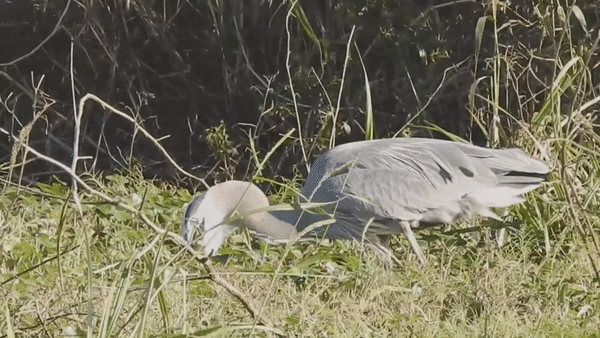 Diec xanh nuot chung ca sau non hinh anh