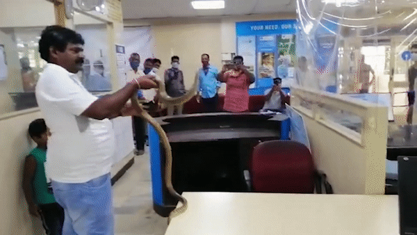 Nguoi dan ong tay khong bat ran o An Do hinh anh