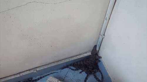 Canh sat Thai Lan dot kich can ho, phat hien 8 con ca sau hinh anh