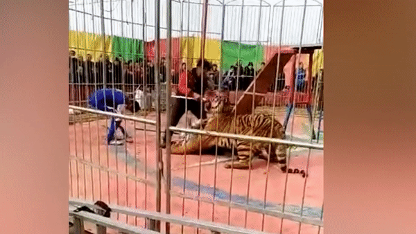 Ho tan cong huan luyen vien trong rap xiec o Trung Quoc hinh anh