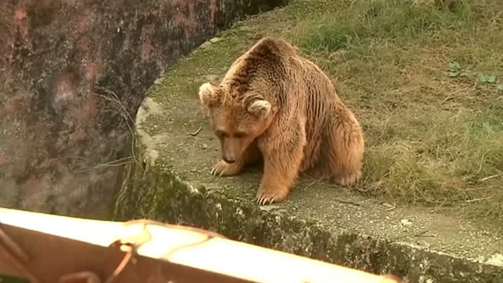 Giai cuu thanh cong 2 con gau bi nguoc dai o Pakistan hinh anh