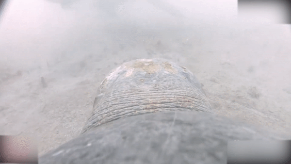 Camera tren mai rua ghi lai cuoc doi dau voi ca map hinh anh