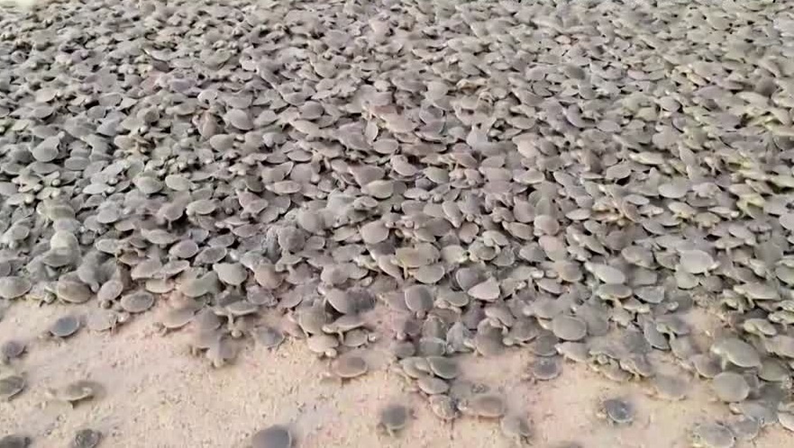 Hang chuc nghin con rua moi no o bo song Brazil hinh anh