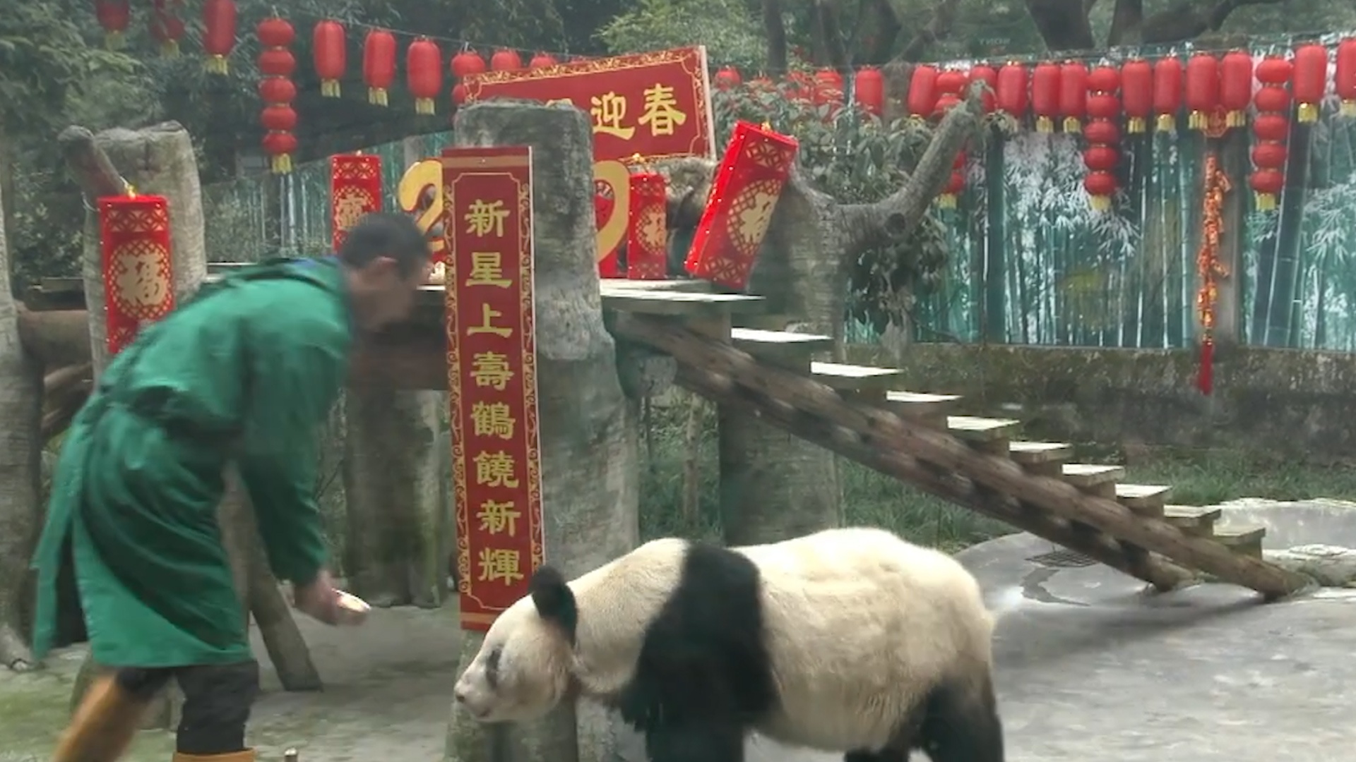 Gau truc bi nuoi nhot lau nhat the gioi qua doi o Trung Quoc hinh anh