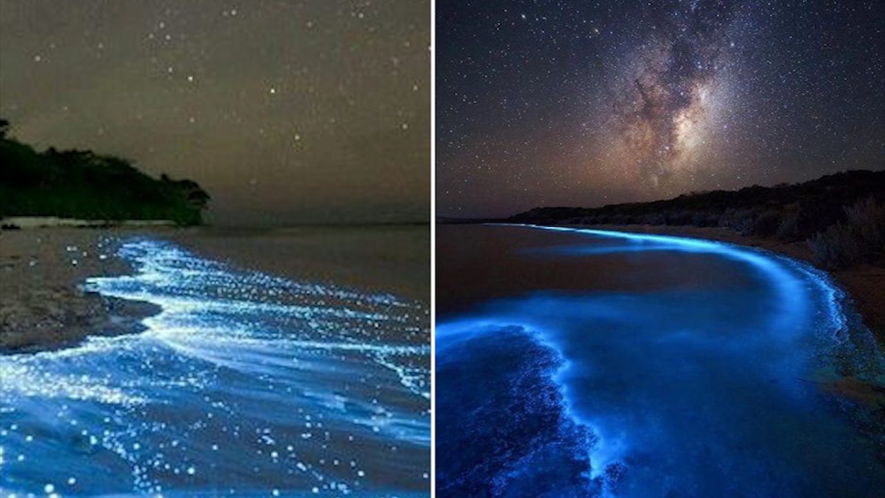 Bai bien o Maldives phat sang nho sinh vat la hinh anh