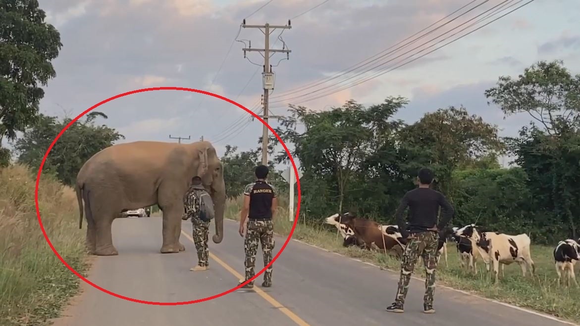 Voi dung do dan bo o Thai Lan hinh anh