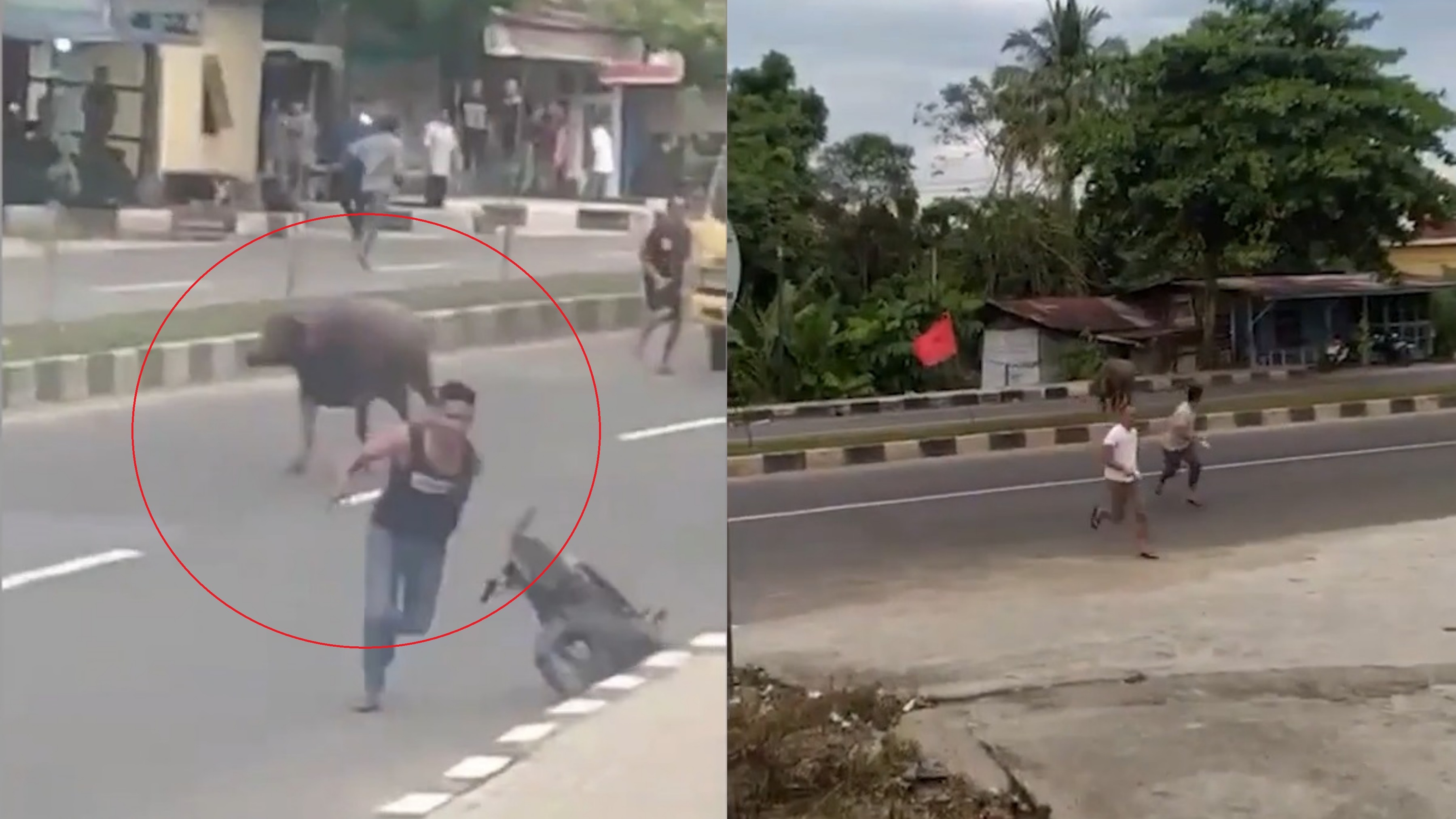 Trau huc loan xa nguoi di duong o Indonesia hinh anh