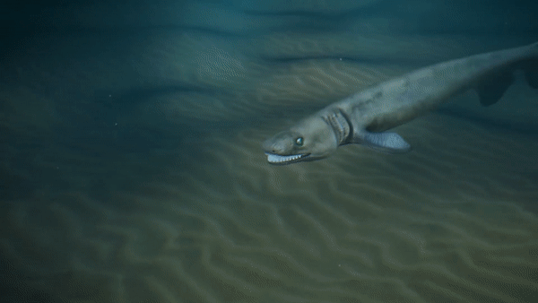 Hinh dung 3D loai ca map nguy hiem hon 'hung than' Megalodon hinh anh