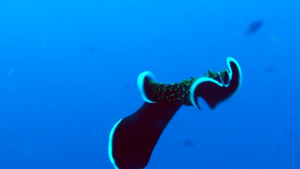 Ve dep ky ao cua giun dep dom vang o Indonesia hinh anh