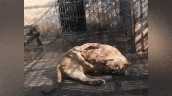 Su tu tu can chan minh sau khi bi thuong tai Trung Quoc hinh anh