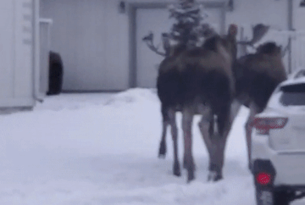 Dan nai sung tam dao buoc tren duong pho Alaska hinh anh