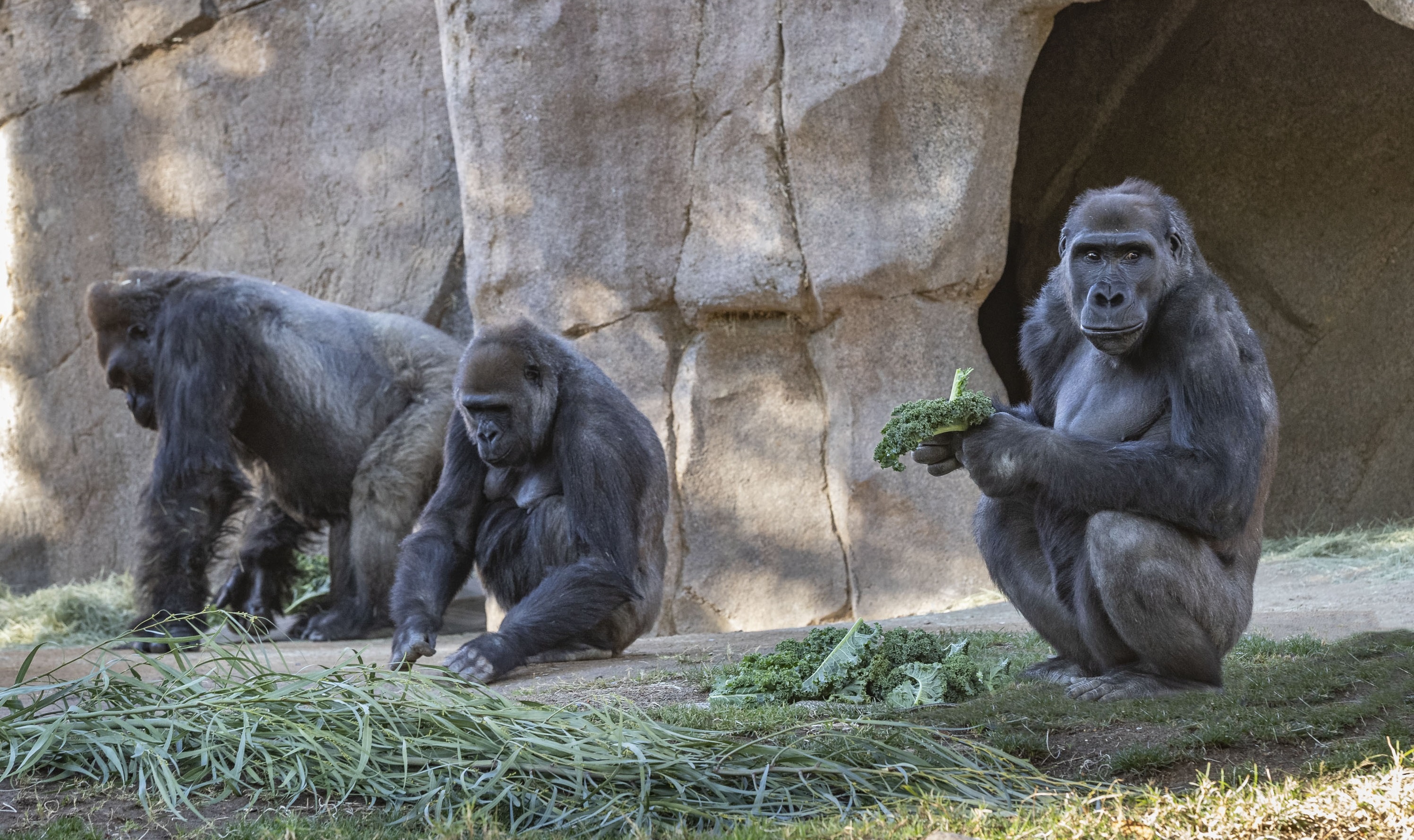 Lan dau tien phat hien khi dot mac Covid-19 o My hinh anh