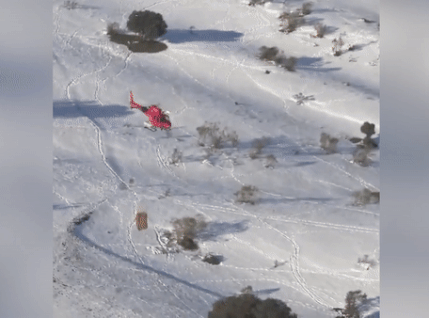 Truc thang tha thuc an xuong cac trang trai bi tuyet phu day dac hinh anh