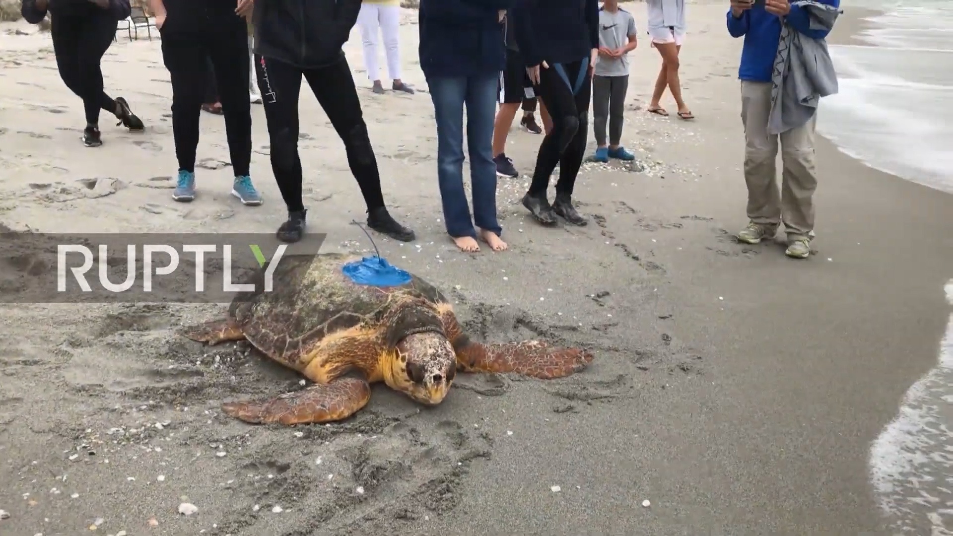 Canh tuong tha rua bien quy hiem ve tu nhien o Florida hinh anh