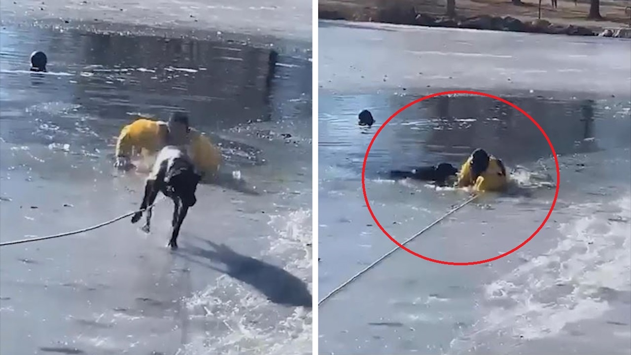 Chu cho roi xuong ho bang duoc nguoi di duong giai cuu hinh anh