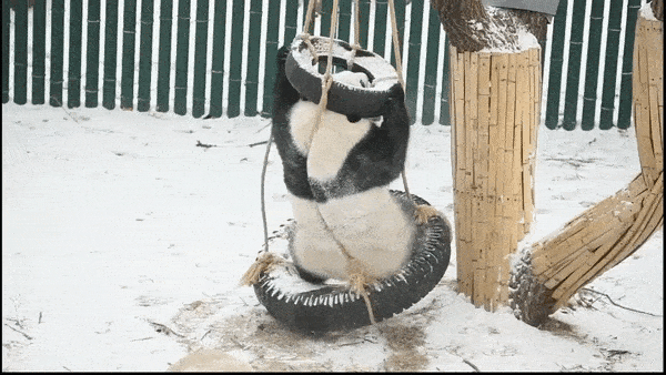 Gau truc vui dua trong tuyet trang o Trung Quoc hinh anh