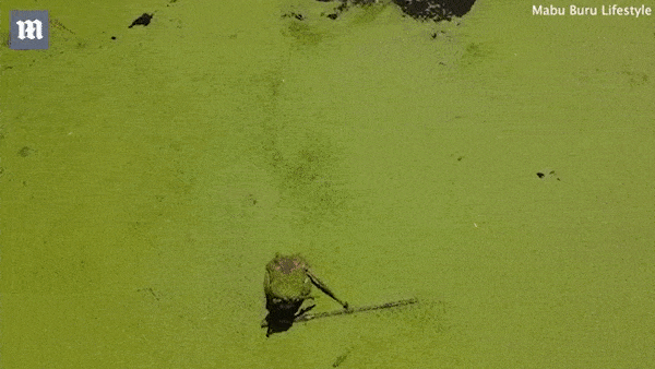 Ca sau troi len mat nuoc, co 'dop' flycam o Australia hinh anh