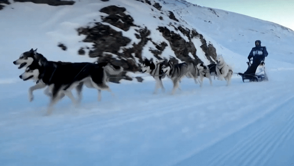 Giai dua cho keo xe truot tuyet tren day Alps hinh anh