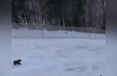 Van dong vien truot tuyet bi gau ruot duoi o Romania hinh anh