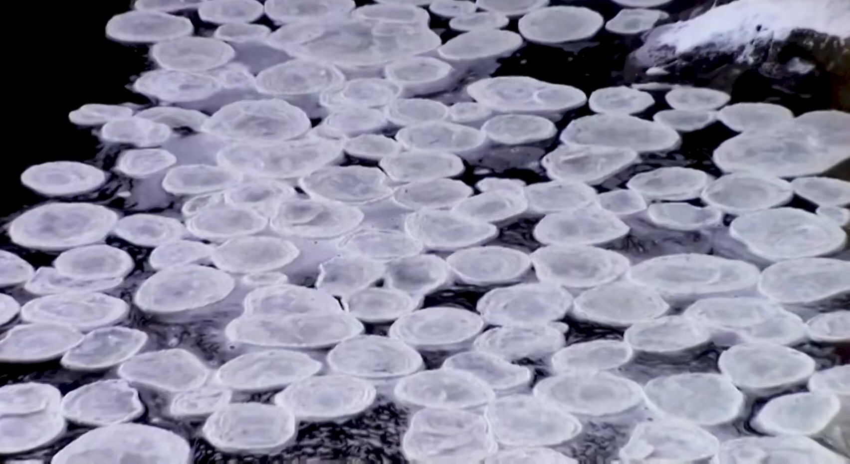 'Banh kep bang' hiem gap tren mat nuoc o Scotland hinh anh