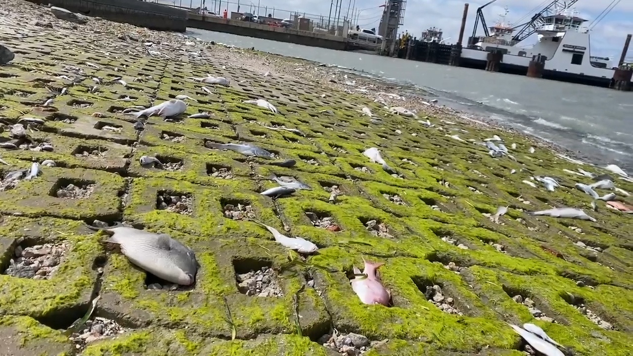 Hang loat ca chet dat vao cang o Texas sau bao tuyet hinh anh