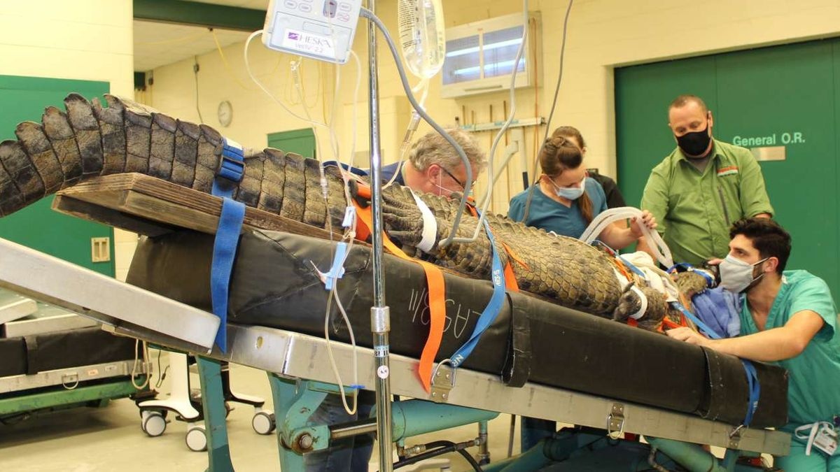 Ca sau song Nile phai phau thuat vi an nham giay hinh anh