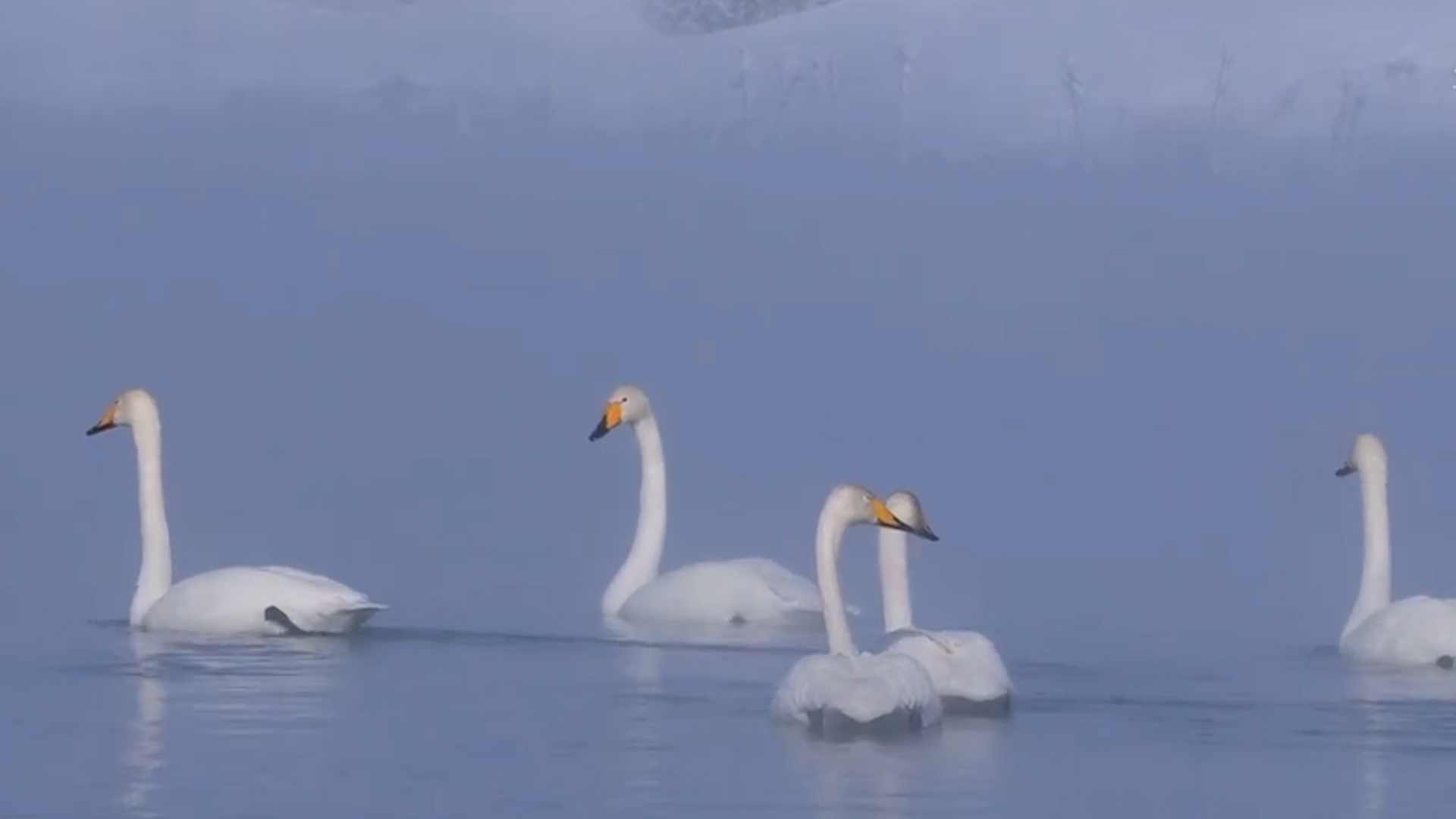Dan thien nga trang xuat hien o cong vien phu day tuyet tai Trung Quoc hinh anh