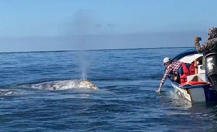 Ca voi boi ngay ben canh du khach tren bien hinh anh