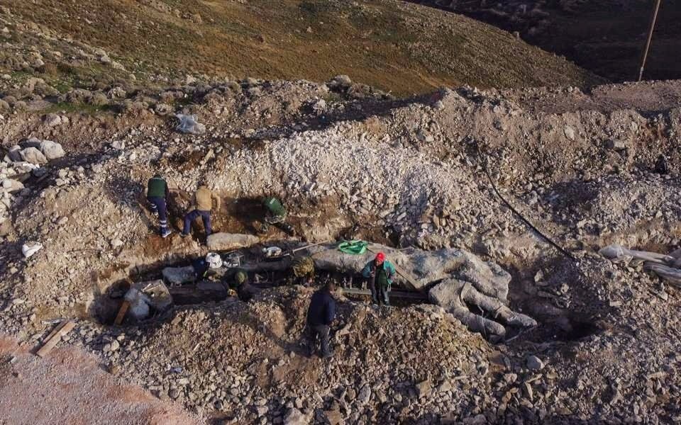 Phat hien cay hoa thach quy hiem 20 trieu nam tuoi hinh anh