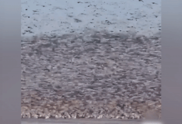 Hang nghin con ngong tuyet bay khap bau troi o My hinh anh