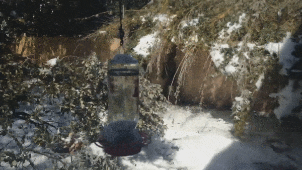 Timelapse cay coi 'hoi sinh' sau bao tuyet o Texas hinh anh