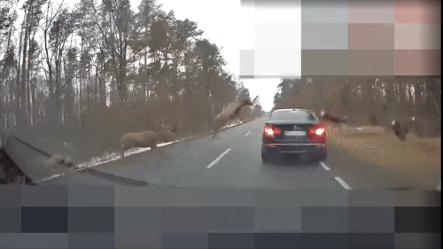 Dan nai bang qua duong dam vao oto hinh anh