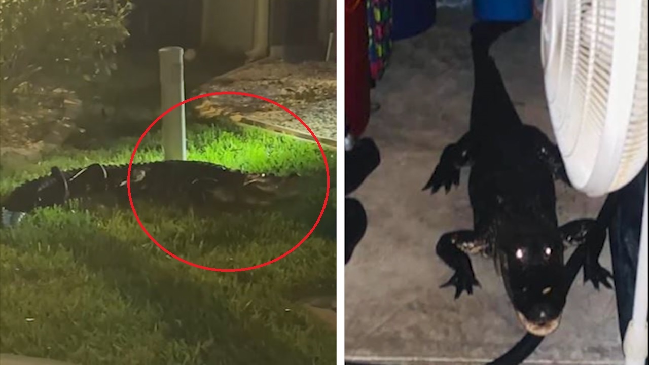 Ca sau dai hon 2 m len vao gara hinh anh