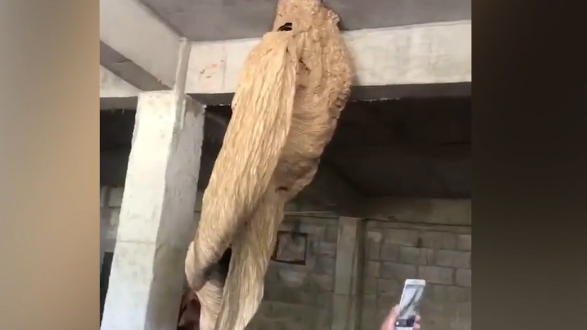 Phat hien to ong bap cay khong lo treo tren tran nha hinh anh