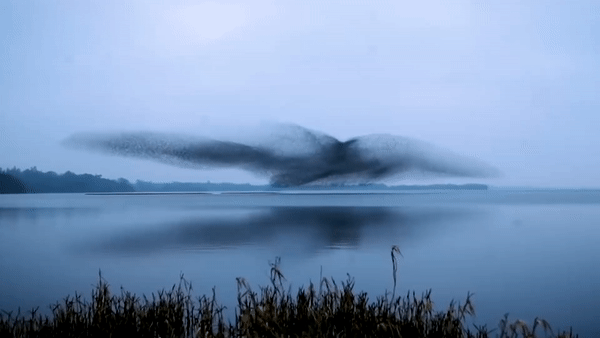 Dan sao tao thanh hinh chim khong lo tren ho nuoc o Ireland hinh anh